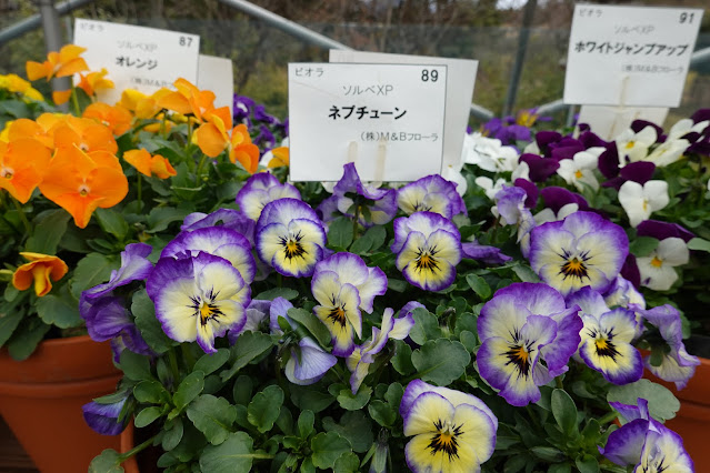 とっとり花回廊　クリスタルロード　パンジービオラ展