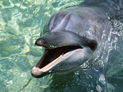 foto de delfin con la boca abierta