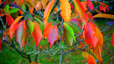 orange leaves hd resolution wallpaper