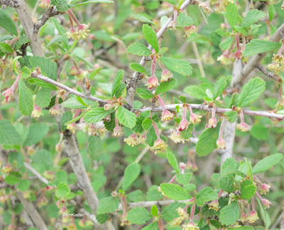 mountain mahogany, Cercocarpus montanus