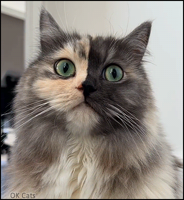 Amazing Cat GIF • Check our 'geri.cat' an amazing and beautiful two-faced cat (girl) from Australia [ok-cats.com]