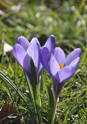 blauer Krokus