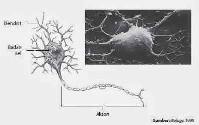Struktur sel saraf (neuron)