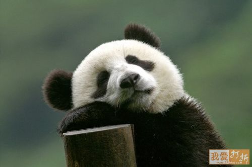 show me pictures of pandas images