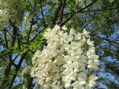 Infiorescenza Robinia pseudoacacia