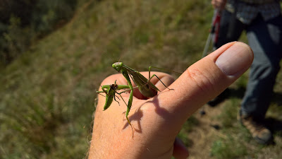 A praying mantis eating lunch. Uh, oh, looks like it was another mantis.