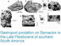 https://sciencythoughts.blogspot.com/2014/06/gastropod-predation-on-barnacles-in.html