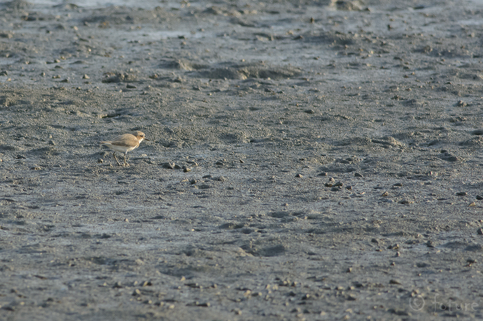 Kõrbetüll, Charadrius leschenaultii, Greater Sandplover, tüll, sand plover, large, great, dotterel, Geoffroy's, billed