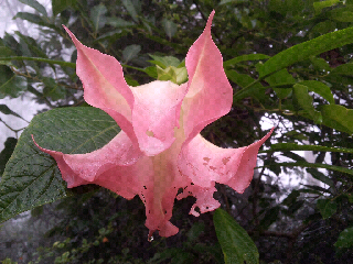 Beautiful flowers at Nandi Hills