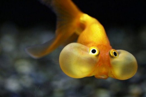 beautiful Bubble Eye Goldfish