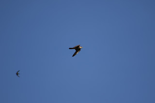 2cy Hobby and Common Swift