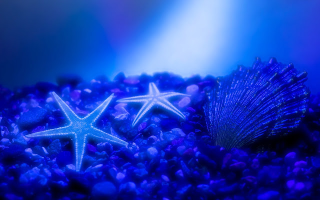 Blue Starfish in Water