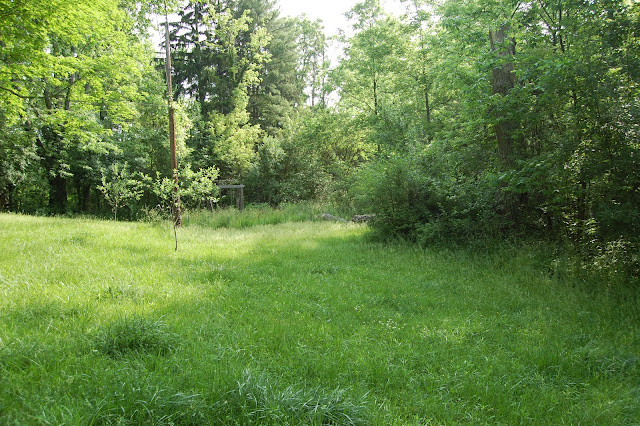 hillside full of poison ivy, buckthorn, black walnuts, and multiflora rose