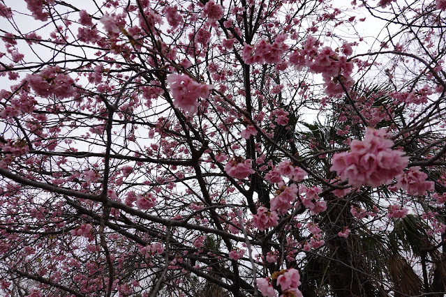 鳥取県米子市河岡 早咲きの桜