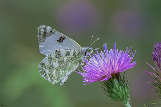 mariposa-blanca-verdirrayada-euchloe-belemia-