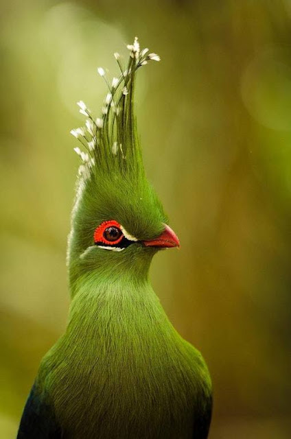 photo bird green