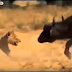 Documentary Lion Battle zone full documentary wildlife animals 2015 HD