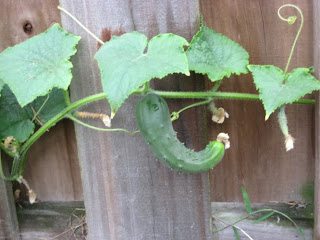 cucumber