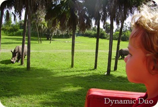rals rhino watching from train (3)