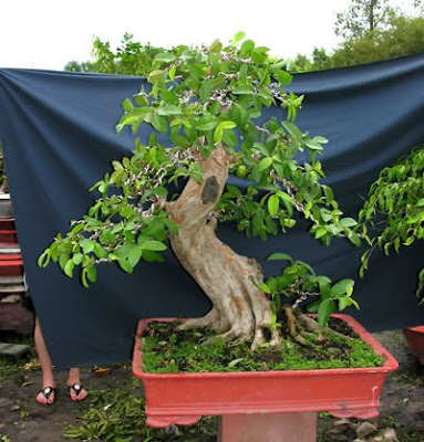 Gambar Bonsai Pohon Jambu
