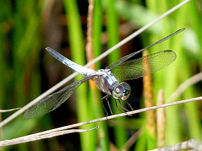 Dragonfly (Brachydiplax chalybea)