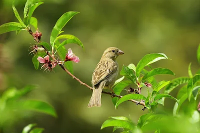 पिंजरे की चिड़िया थी - रबिन्द्रनाथ टैगोर की हिंदी कविता