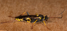 Wasp.  Hayes light trap, 21 July 2015.