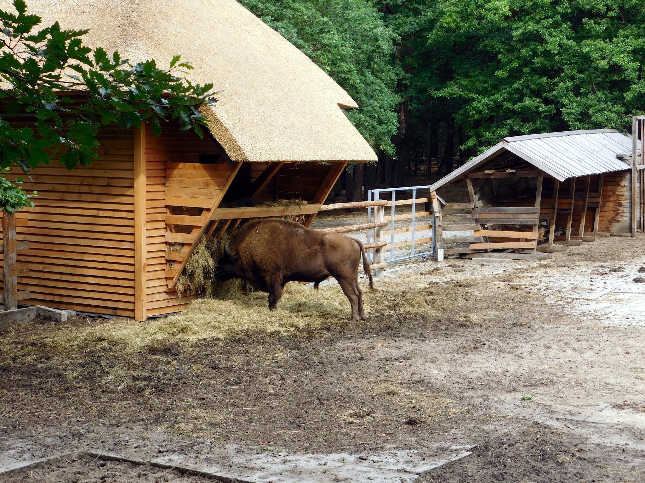 Zagroda pokazowa żubrów w Wolińskim Parku Narodowym