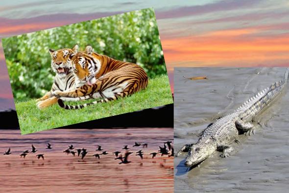 Keywords: Sunderbans Wildlife Sanctuary, mangrove forest, West Bengal, UNESCO World Heritage Site, biodiversity, endangered species, mangrove landscape, waterways, tidal creeks, Royal Bengal Tiger, estuarine crocodiles, Indian rock pythons, Gangetic dolphins, Sundari trees, Heritiera fomes, ecological balance, conservation efforts, poaching, habitat destruction, ecotourism, boat safaris, fragile ecosystem, sustainable practices, preservation.