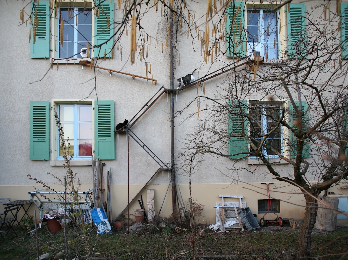 These Cat Ladders In Buildings In Switzerland Are The Best Thing Cat Owners Have Ever Seen