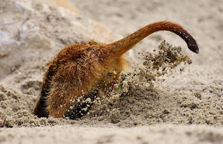 Sticking your head in the sand