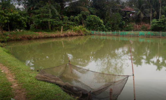 10 Kolam Pancing di Deli Tua Yang Sedang Hits