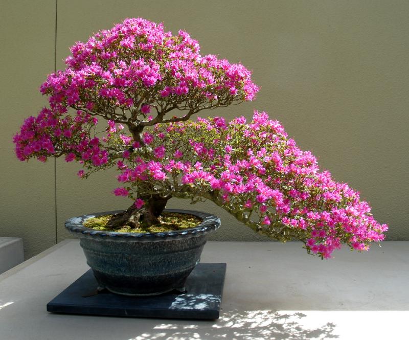 Let s Learn Japanese The Art of Bonsai 