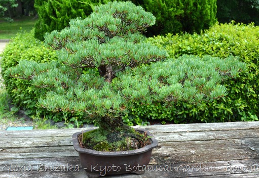Glória Ishizaka -   Kyoto Botanical Garden 2012 - 44