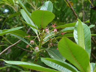 Forgesia racemosa - Bois de Laurent Martin