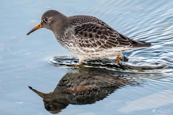 Purple sandpiper