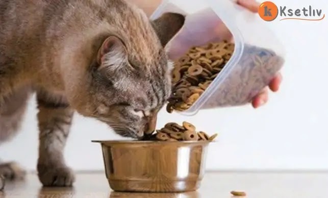 What is cat food?