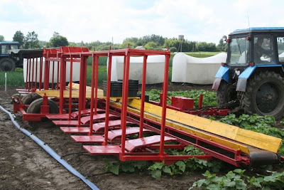 Cucumber Pickers of Belarus recogedores pepino Bielorrusia