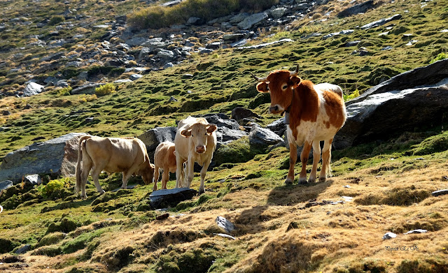 Picón,Sierra Nevada