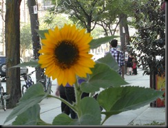 SAM_0325