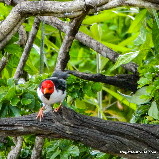 Cardeal, passarinho do Pantanal