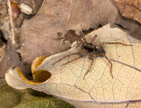 Unidentified wolf spider.  Fungus day at Farningham Wood with the Orpington Field Club.  2 October 2011.