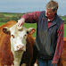 Hereford cows