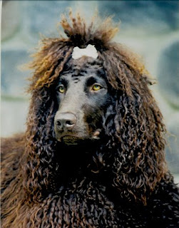 Irish Water Spaniel dog