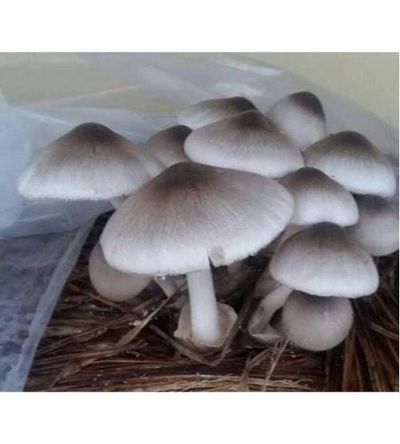 Volvariella volvacea-paddy straw mushroom | History of Volvariella volvacea-paddy straw mushroom