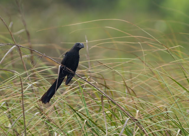 Smooth-billed Ani - Loxohatchee, Florida