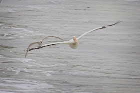 American White Pelican in New York Harbor.