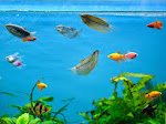 Akibat mati lampu, Ikan dalam Aquarium kekurangan Oksigen 
