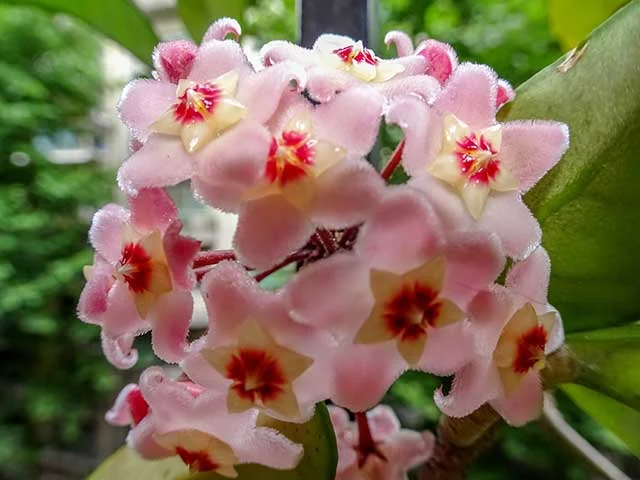 Flor de Clepia tomada desde muy cerca