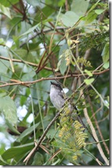 Tessmann's Flycatcher 